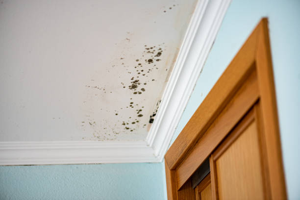 Best Post-Flood Mold Remediation in Kadelphia, AR