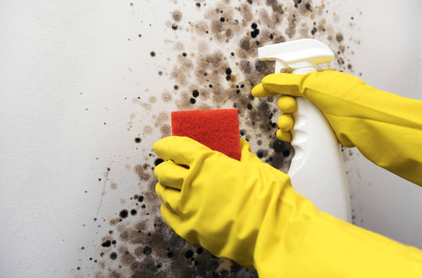 Best HVAC Mold Remediation in Kadelphia, AR